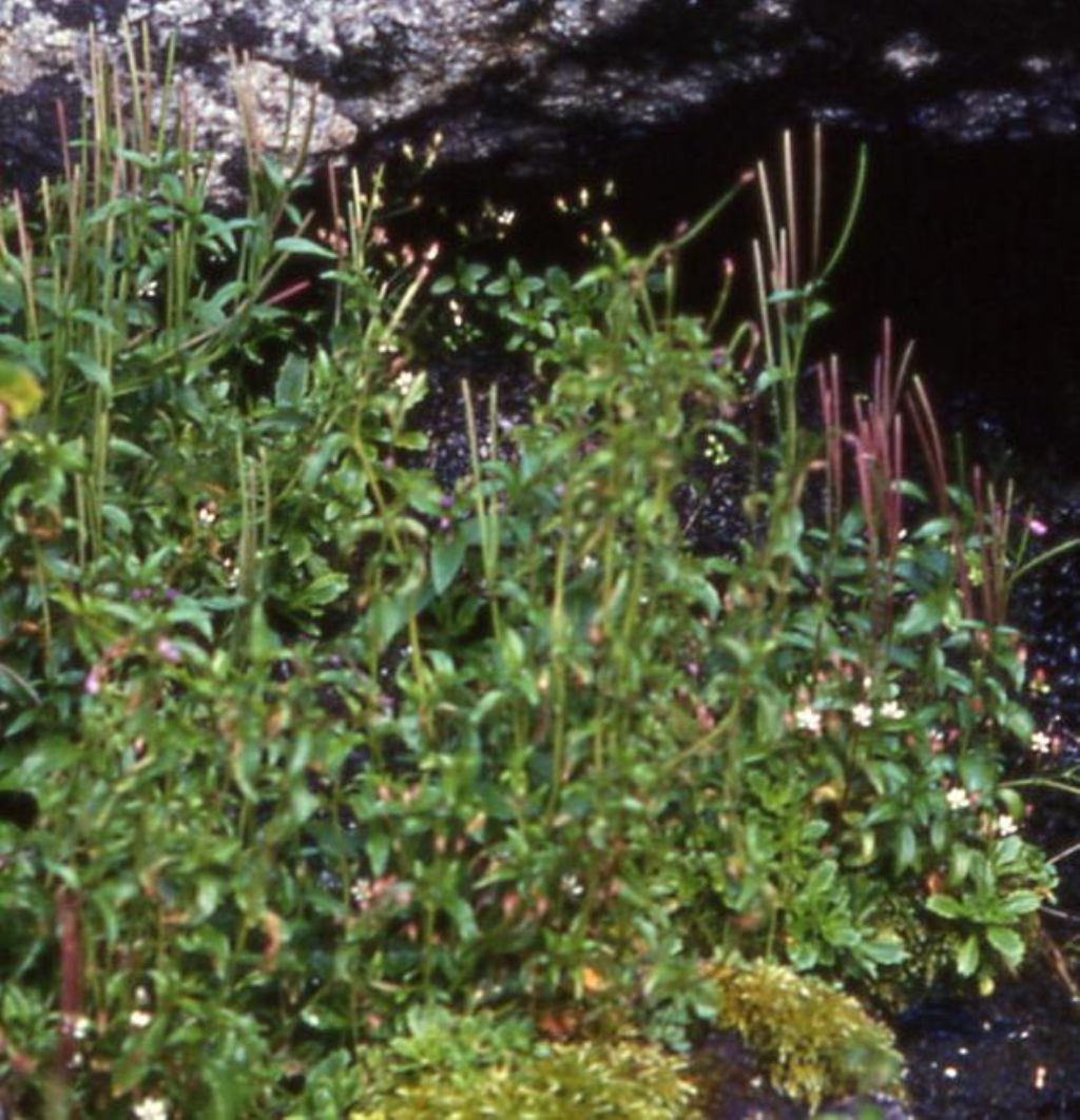 Pianta alpina da identificare (42) - Epilobium sp.